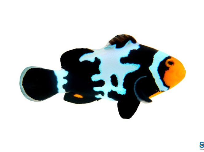 Hovedbilde Klovnefisk Snowflake Mocha  / Amphiprion ocellaris