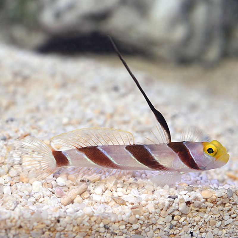 Stenogobiops nematodes Filament finned prawngoby