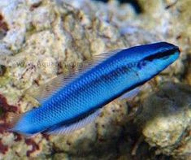 Pseudochromis sankeyi/fridmani F1