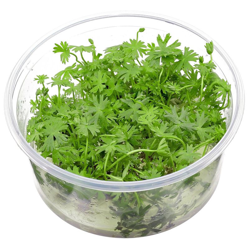 Ranunculus papulentus Epaqvitro