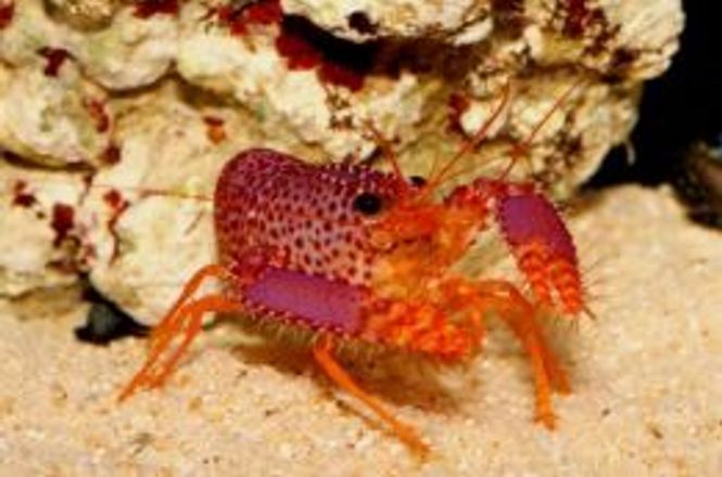 Hovedbilde Enoplometapus debelius 