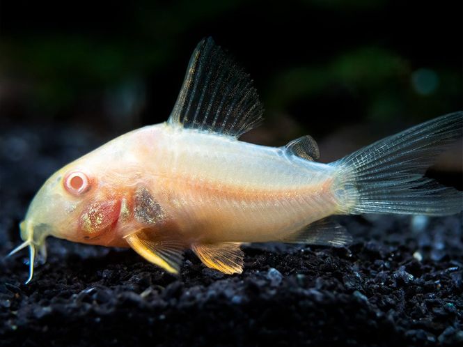 Hovedbilde Corydoras Sterbai Albino 