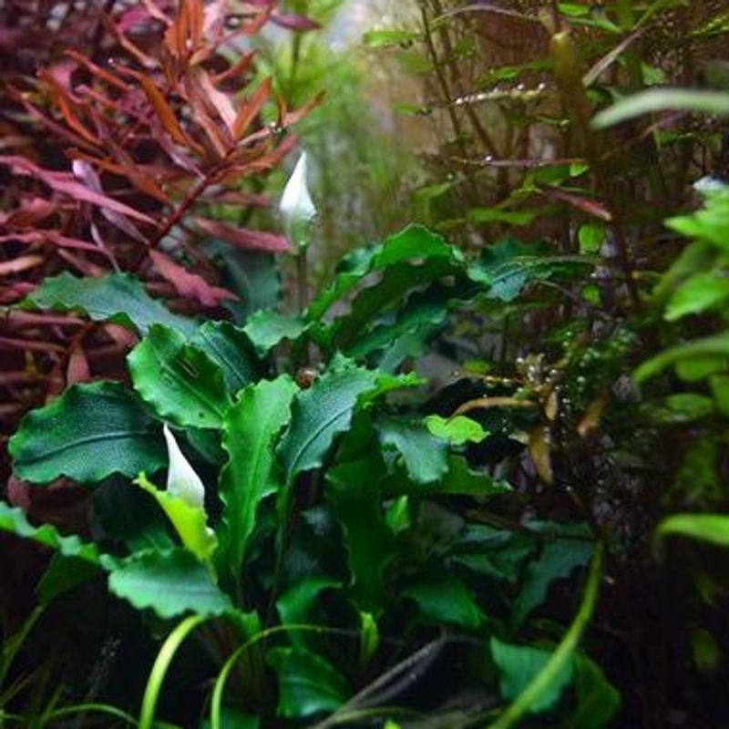 Bucephalandra 