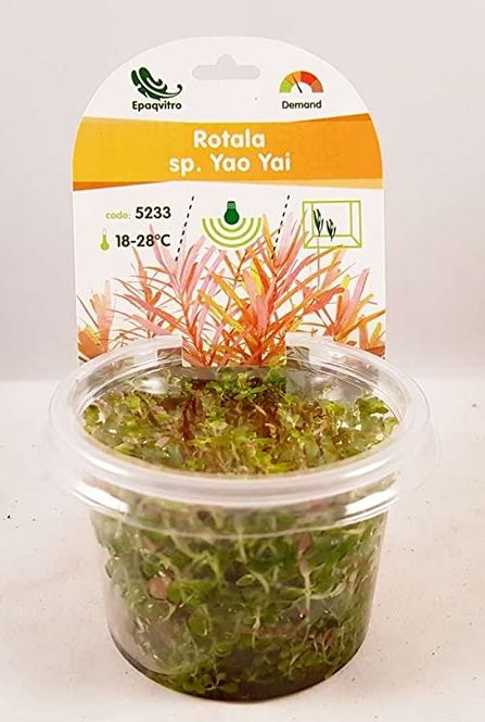 Hovedbilde Rotala Yao Yai