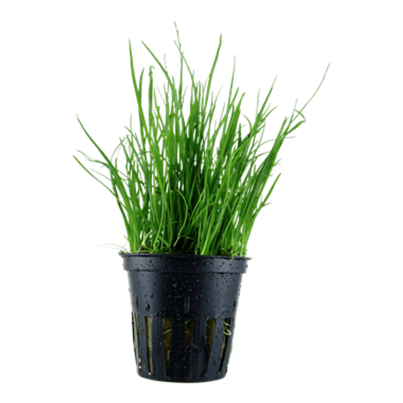 Lilaeopsis mauritiana - Potte