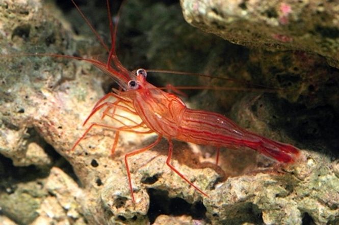 Hovedbilde Lysmata wurdemanni