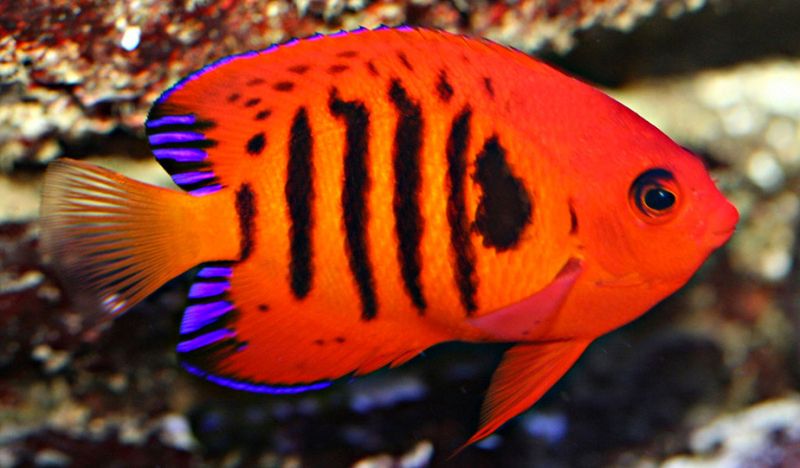Centropyge loricula /Flame angel Large 