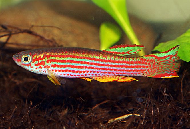 Hovedbilde Aphyosemion striatum XL