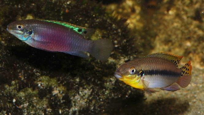 Hovedbilde Enigmatochromis lucanusi