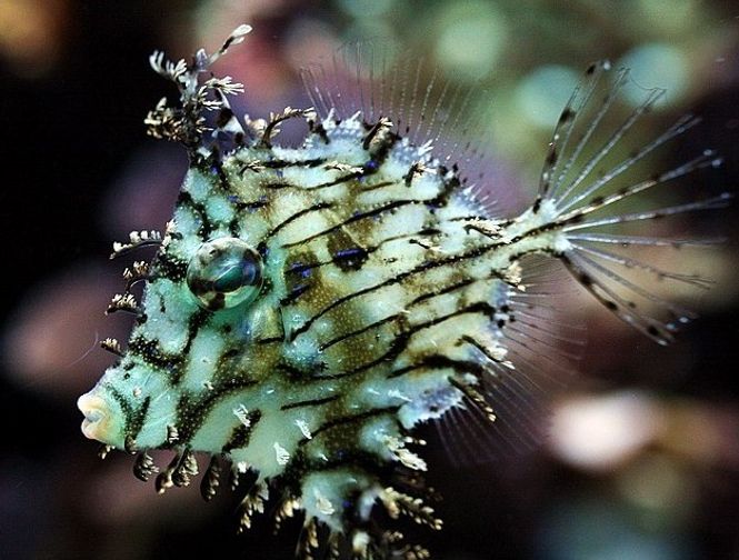 Hovedbilde Chaetoderma penicilligera  Leaf Filefish