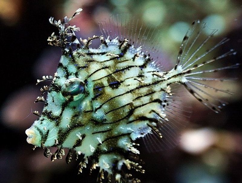 Chaetoderma penicilligera  Leaf Filefish