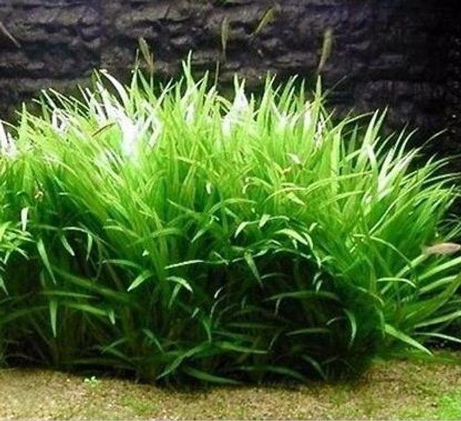 Hovedbilde Echinodorus latifolius ``Xingu``