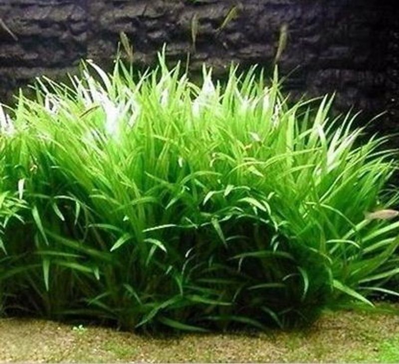 Echinodorus latifolius ``Xingu``