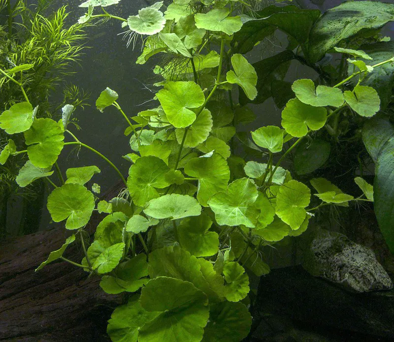 Hydrocotyle leucocephala 