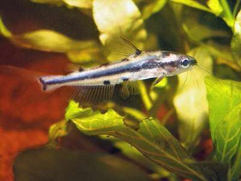 Hyalobagrus flavus 