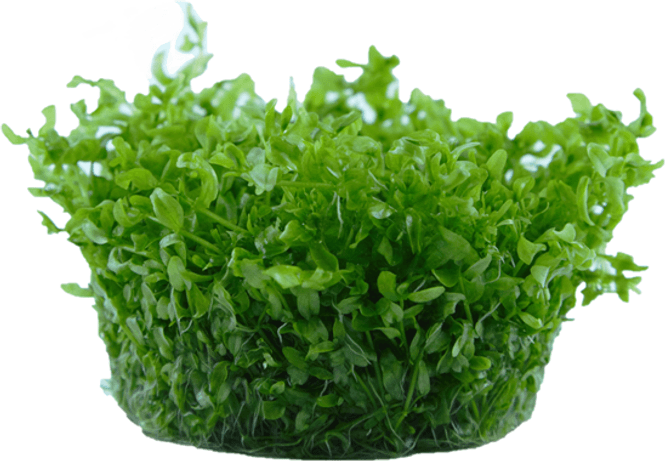 Hovedbilde Micranthemum glomeratum -1-2 Grow!