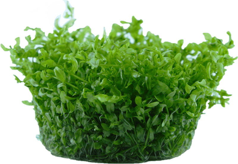 Micranthemum glomeratum -1-2 Grow!