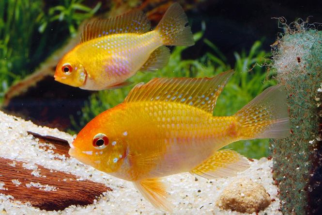 Hovedbilde Sommerfugl Ciklide Gold 