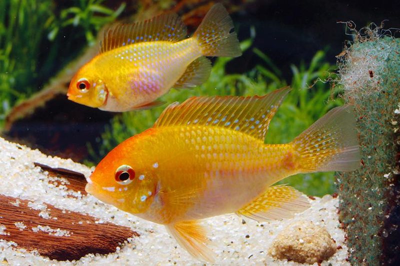 Sommerfugl Ciklide Gold 