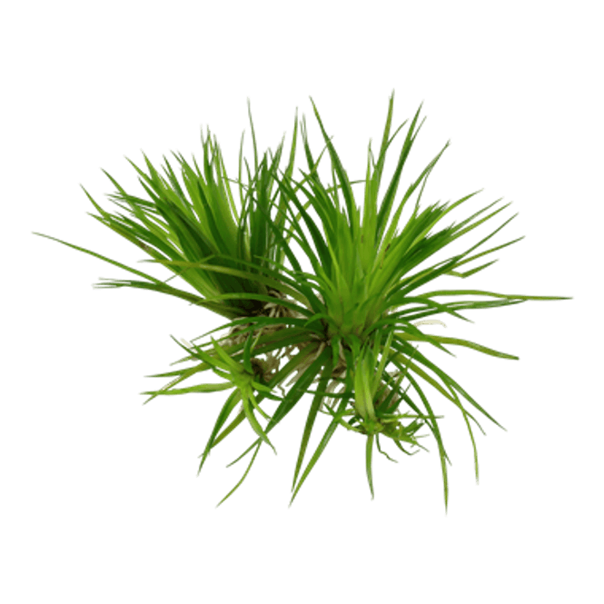 Hovedbilde Eriocaulon cinereum - 1-2 Grow!