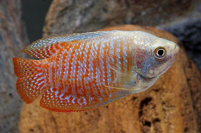 Hovedbilde Dverg  Gurami Ekte 