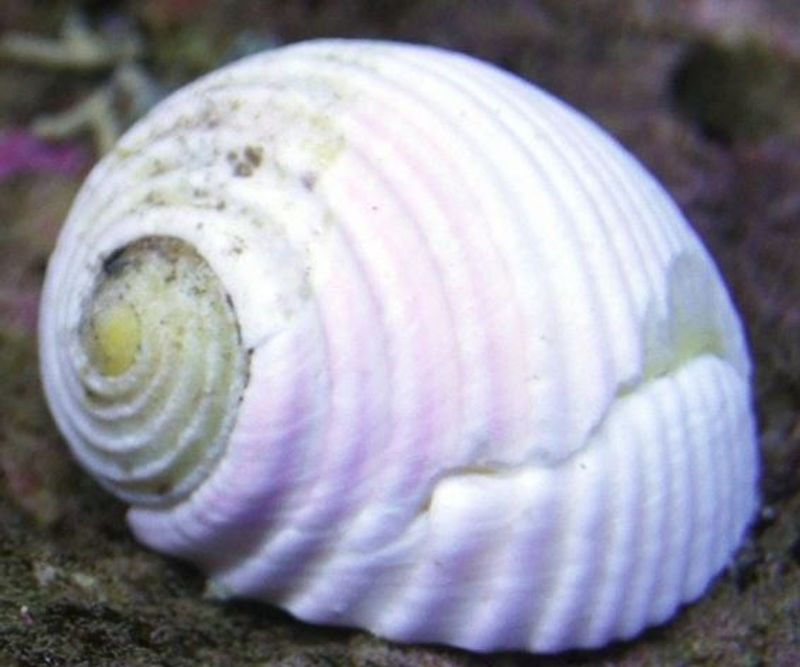 Nerita sp. White (soft shell grazer snail) 