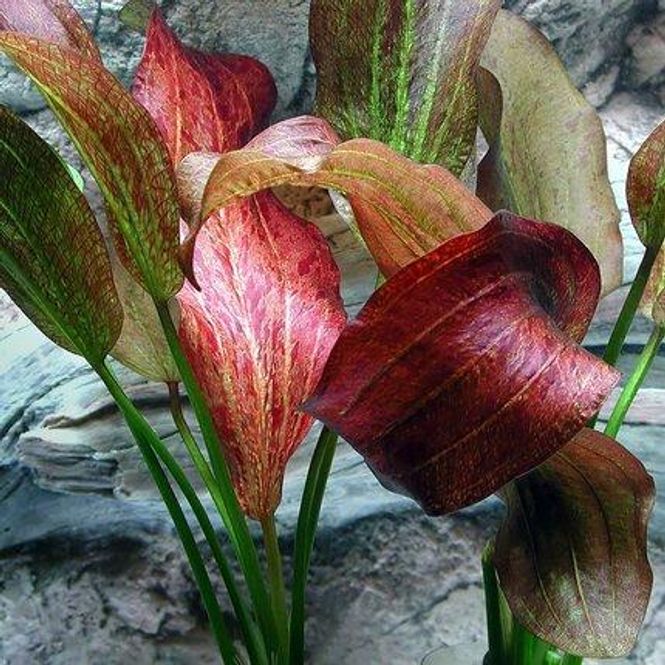 Hovedbilde Echinodorus paul kloecker