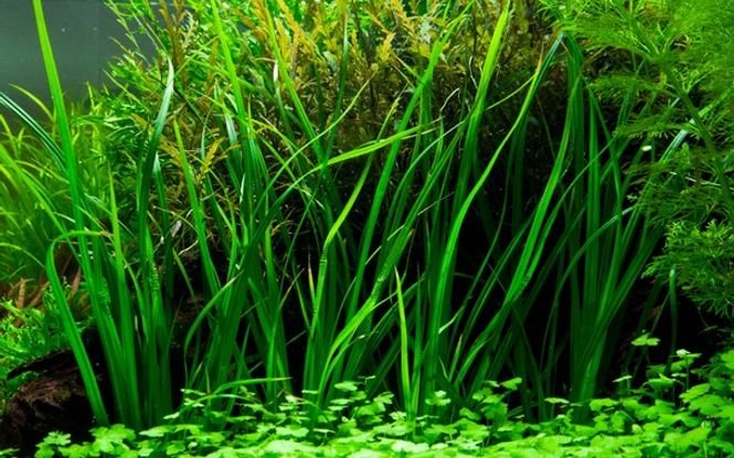 Hovedbilde Cyperus Helferi - Potte