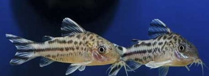 Hovedbilde Corydoras Robinae XL