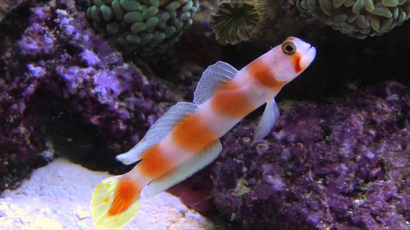 Amblyeleotris aurora
