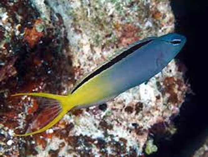 Hovedbilde Forktail Blenny (Meiacanthus atrodorsalis) 