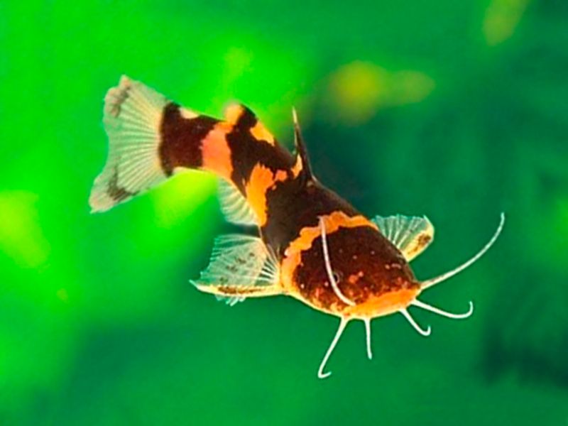 Microglanis poecilius  Humle Malle 