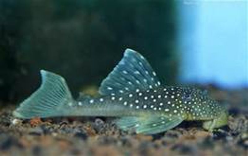 Hemiancistrus sp. L128 VF  8-10cm