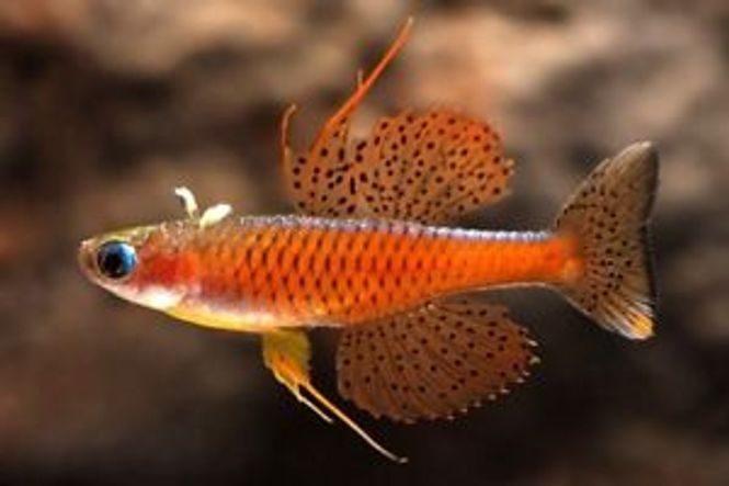 Hovedbilde Pseudomugi Luminatus