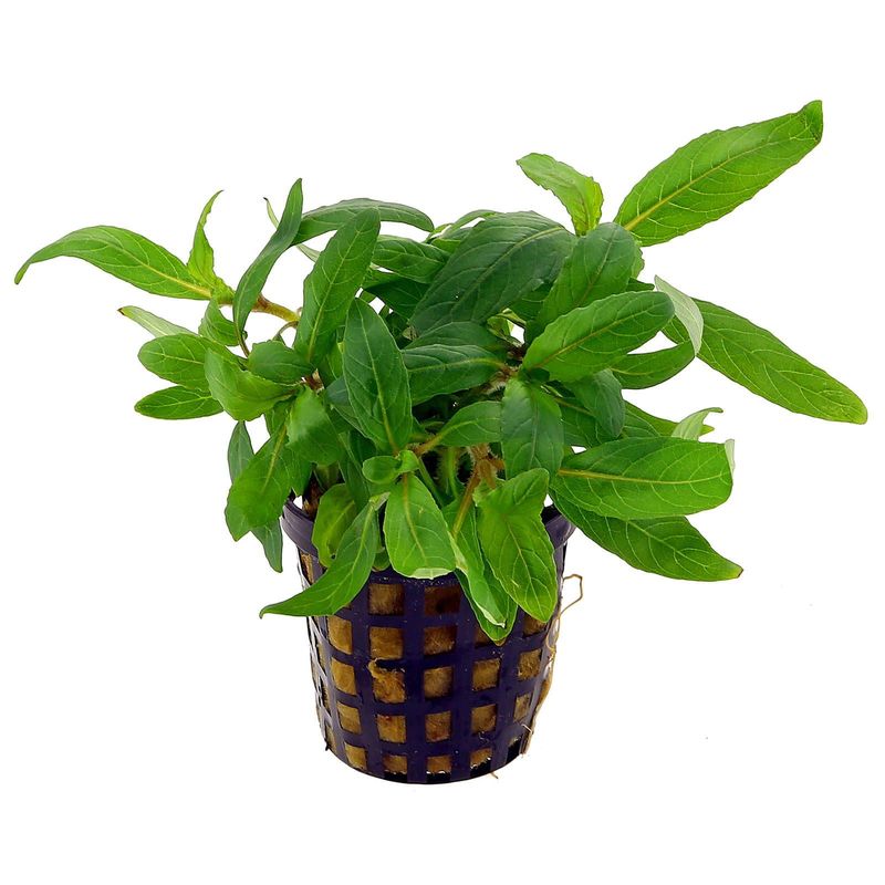 Staurogyne sp. 