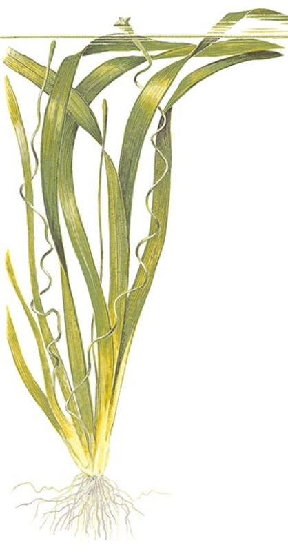 Vallisneria americana 