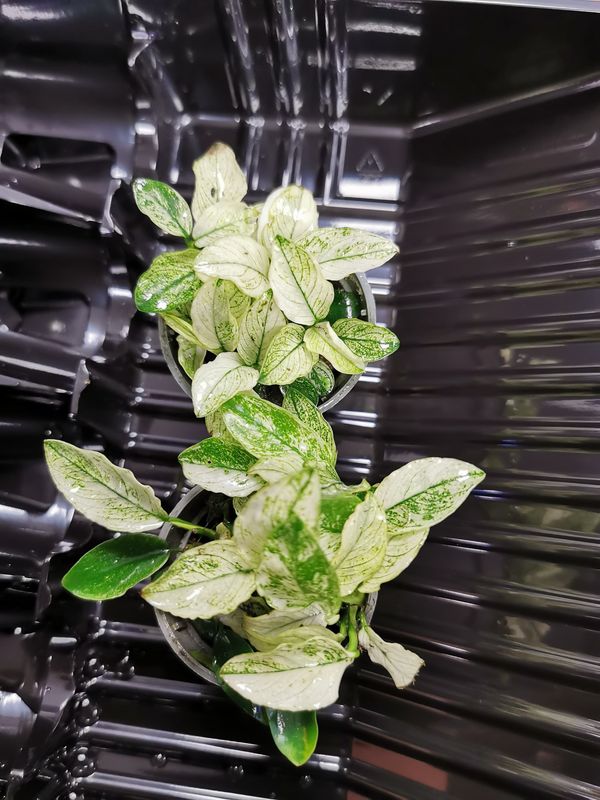 Anubias Nana Pinto (sjelden)