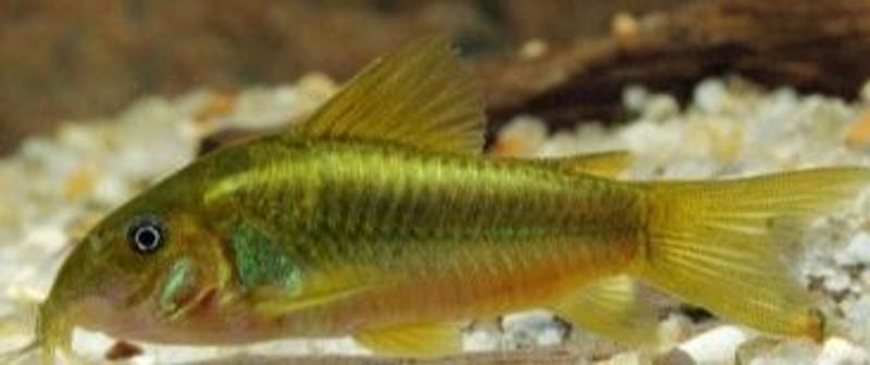 Corydoras Green lazer F1