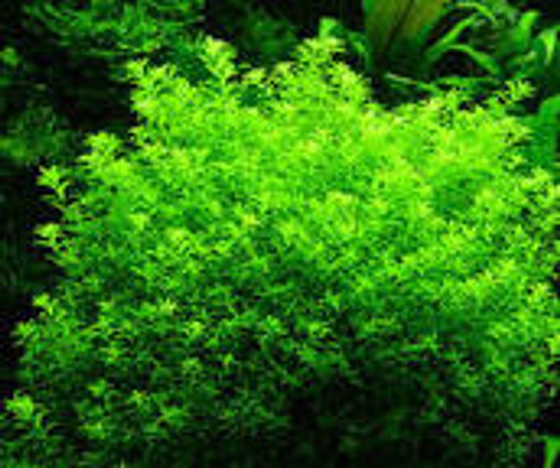 Hemianthus micranthemoides - Potte