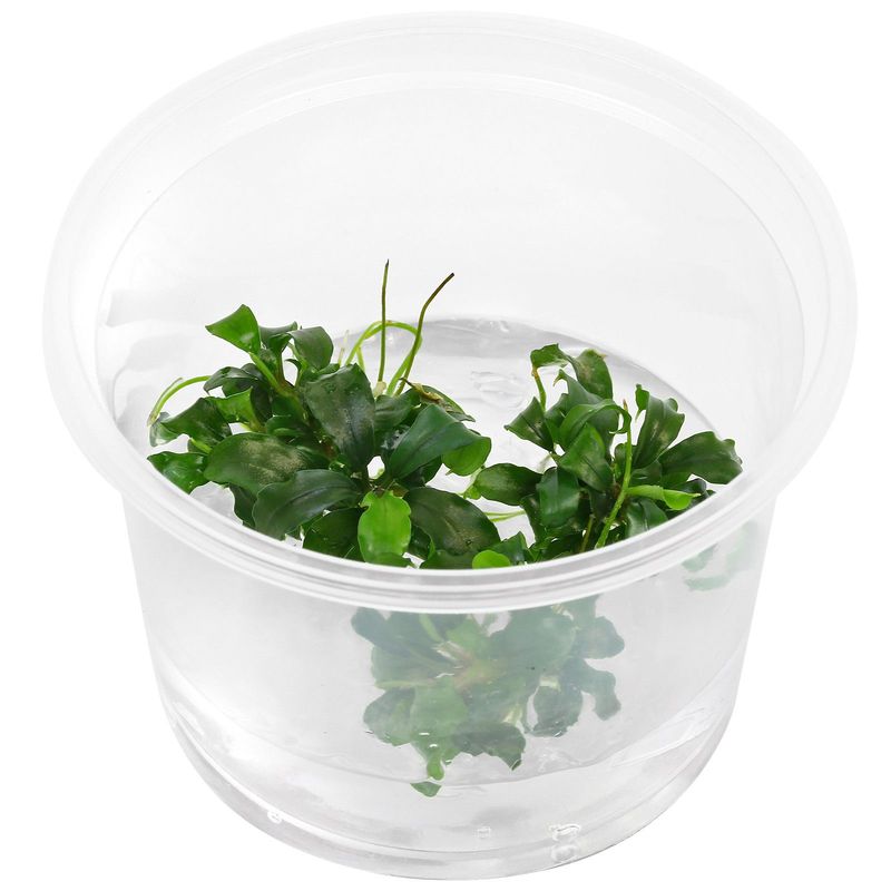 Bucephalandra pygmaea 'Bukit Kelam'