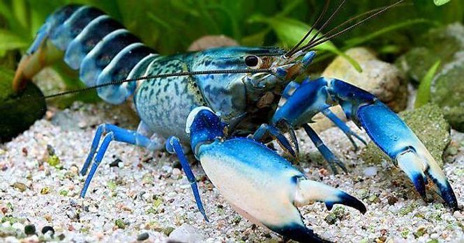 Hovedbilde Cherax boesemani 10CM+