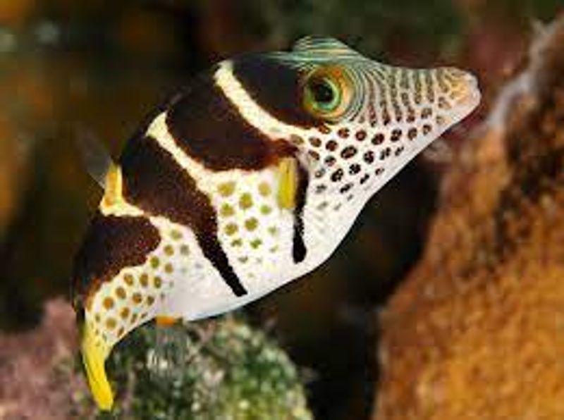 Canthigaster valentini /Valentini puffer 