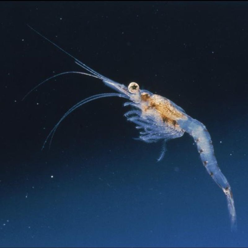 Hermetisk Mysis  425g