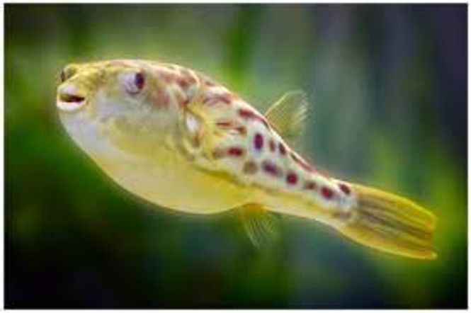 Hovedbilde Tetraodon Pustulatus 