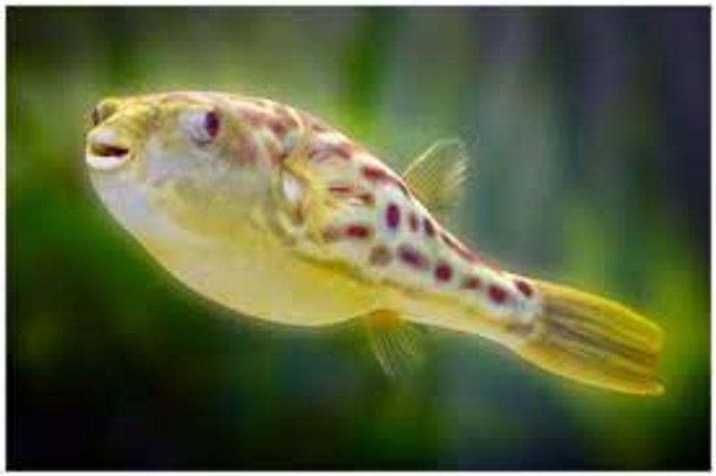 Tetraodon Pustulatus 
