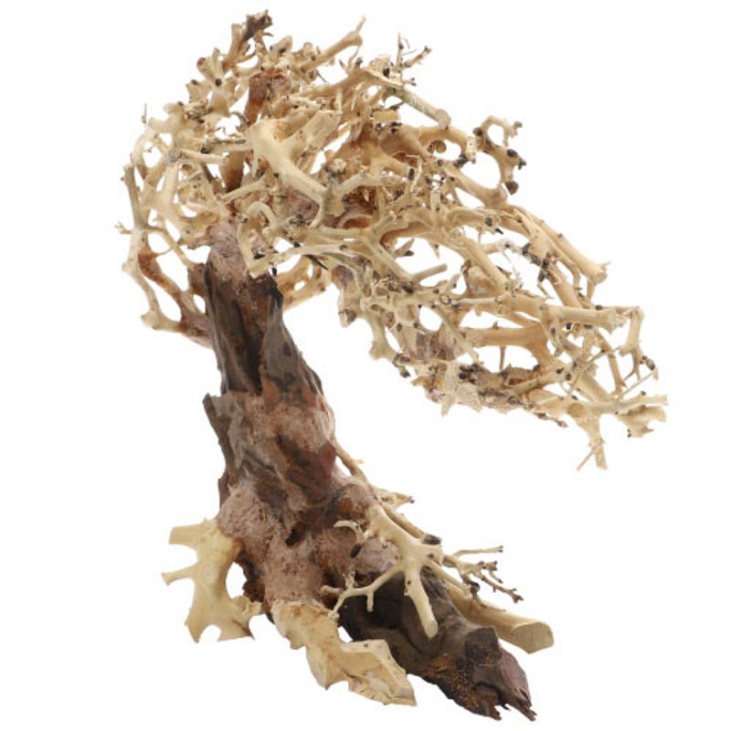 Crooked Root Small 