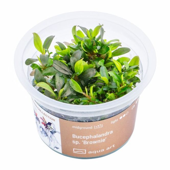 Hovedbilde Aqua-Art Invitro Bucephalandra sp. Brownie