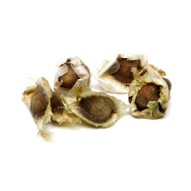 Hovedbilde Moringa oleifera seeds 20pk