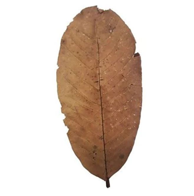 Hovedbilde AB Guava Blad 