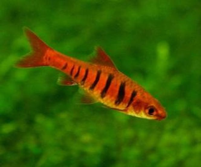 Hovedbilde Enteromius fasciolatus